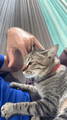 Tabby cat and hammock time in Ko Samui