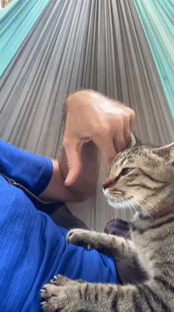Tabby cat and hammock time in Ko Samui