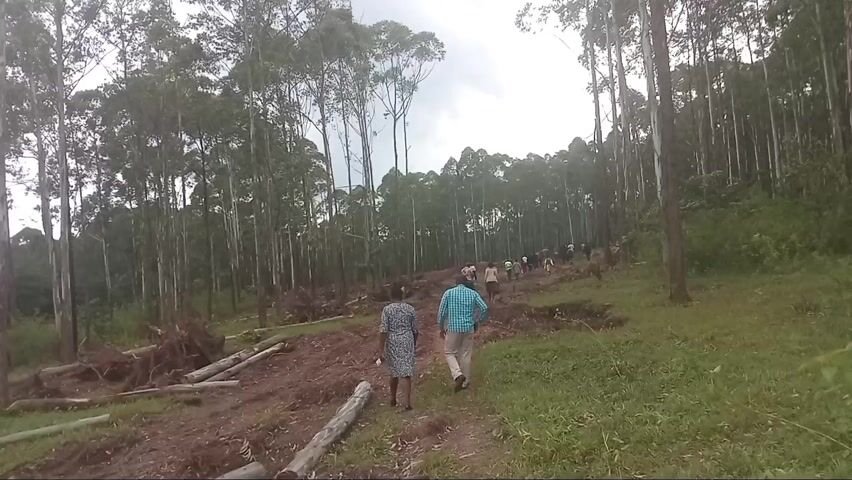 The video shows a group of people walking uphill along a dirt path in what appears to be a cleared forest area in Moticho ward, Kenya. In the foreground, two individuals lead the group, with one wearing a blue and white checkered shirt and beige pants, and the other wearing a patterned dress. Behind them, several more people can be seen ascending the path.

The landscape is characterized by numerous tall, slender trees, consistent with a eucalyptus plantation, on either side of the path and extending into the background. To the left of the path, the ground is uneven and covered with cut logs, tree roots, and other wood debris, indicating recent logging or land clearing. To the right, there is more green vegetation and grass. The sky is overcast. The people are moving purposefully, suggesting they are traversing the terrain as part of an activity or journey. There is no visible text in the video.