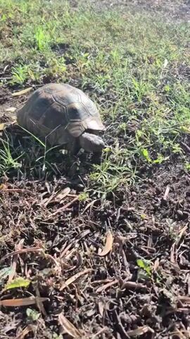 A brown tortoise is captured in a close-up shot walking across a dry, brown, and grassy terrain. The tortoise is walking from left to right of the screen as it navigates through the vegetation. The environment is illuminated by sunlight, casting a bright glow on the scene. The camera is positioned low to the ground, focusing on the tortoise and its surroundings. The video is 5 seconds long, and no audio is present.