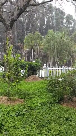 This video captures a rainy day scene in Laranjal Paulista, Brazil. The foreground is dominated by lush green foliage, with a small tree bearing green fruits on the left. In the midground, a white picket fence encloses a garden area, with a pile of compost visible. Beyond the fence, a dense forest of tall trees, including some palm trees, stretches into the distance. The overall atmosphere is one of natural serenity, with the rain creating a soft, diffused light and a sense of peace. The weather is clearly overcast and wet, with visible raindrops falling throughout the short clip. The absence of people or specific structures suggests a rural or semi-rural setting, emphasizing the natural beauty of the environment.