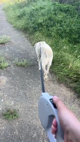 Here is a description of the video:
The video shows a dog on a leash being walked on a paved path. The dog is large and white with a fluffy tail, and wears a light blue collar. The person holding the leash has a gray retractable leash handle. The dog stops to sniff the grass on the side of the path, then continues walking. The environment consists of green grass and foliage growing along the edge of the path. The video is shot from the perspective of the person holding the leash.