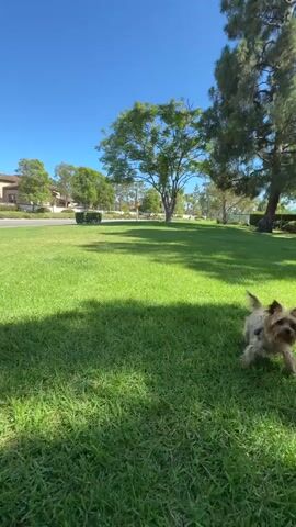 A person's hand enters the frame from the left, holding a small, light brown toy in its fingers. The hand is positioned in the foreground, with the toy suspended just above a patch of bright green grass. In the middle ground, a small, light brown dog is running towards the toy, its body low to the ground as it sprints. The dog appears to be mid-stride, with its legs a blur of motion. The background is a large, well-maintained lawn, with trees and houses visible in the distance. The sky is a clear, vibrant blue. The scene is bathed in bright sunlight, casting shadows on the grass.