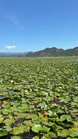A full shot of an outdoor landscape shows a large body of water covered in green lily pads, with a clear blue sky above and mountains in the distance. The water fills the bottom two-thirds of the frame, with hundreds of lily pads of varying sizes covering the surface. The mountains in the distance are dark green and uneven, with some trees visible. The sky is bright blue with a few scattered white clouds. The sun is shining brightly, casting a natural light over the scene. The video has a serene and peaceful atmosphere.