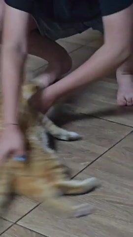 The video shows a person petting an orange tabby cat on a tiled floor. The person is barefoot and wearing shorts. The cat is lying on its side and appears relaxed. The cat is wearing a blue collar. The floor is brown and has a tile pattern.