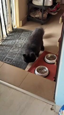 A fluffy black cat with bright yellow eyes walks down a short set of stairs, its tail held high and bushy. The cat pauses at the bottom of the stairs, its body low and alert, as if investigating something. Two metal food bowls sit on a red mat to the right of the cat, one containing kibble. Behind the cat, a person wearing light blue house slippers stands with their feet slightly apart, their legs visible from the knees down. The person appears to be either standing or walking away. In the background, shelves hold various shoes, and a window with striped curtains is visible. The environment appears to be an indoor entryway or hallway.
