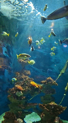 Busy aquarium tank with mixed fish species and artificial reef setup