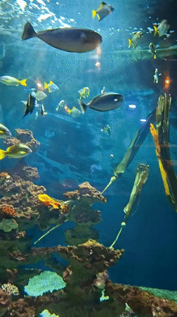 Busy aquarium tank with mixed fish species and artificial reef setup