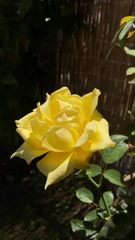 This is a close-up, vertical video of a bright yellow rose in bloom. The rose is the central focus, with its petals unfurling and catching the sunlight. The background consists of dark green foliage and a textured, light brown bamboo screen. The lighting suggests it is daytime, with strong sunlight casting shadows on the ground and highlighting the rose's vibrant color and delicate form. The overall mood is peaceful and natural, emphasizing the beauty of the flower. The video is short, showing only the still image of the rose. There is no visible text in the media file.