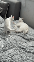 White cats play and rest in Burgas home