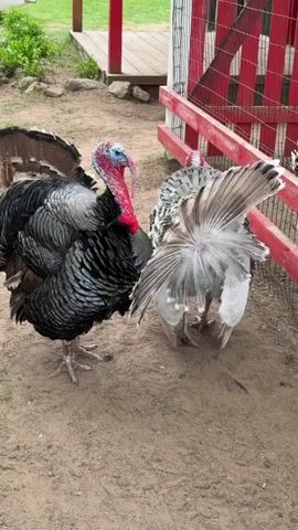 Two turkeys stand in an enclosure of dirt and wire fencing. The turkey on the left has dark feathers. The turkey on the right has lighter, white feathers. Both are showing their tails, which are spread out like fans. A red wooden fence borders the turkey enclosure. A white car is visible in the background. The turkeys are gobbling loudly.