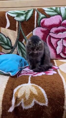A medium shot shows a fluffy tabby cat sitting on a floral patterned blanket. The cat is mostly dark brown with lighter brown stripes and white whiskers. It has a bushy tail curled around its paws. A blue pillow is to the left of the cat. The cat looks down, then raises a paw to clean its face. In the background, indistinct human voices can be heard.