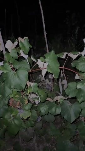 The video shows a close-up of grapevines with large green leaves and some dried leaves. The lighting is dim, suggesting it is either night or dusk, and the background is dark and blurry, indicating foliage. The camera appears to be held steady and pans slightly, focusing on different sections of the vines and leaves. There are no people or discernible actions taking place, only a static view of the plants.
