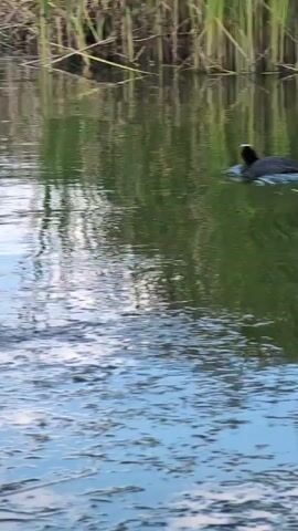 A black bird with a white patch on its head swims through a body of water. Tall green and brown reeds are visible in the background, reflecting in the water. The water's surface is partially covered with green algae. The bird is moving from left to right across the frame, creating ripples in its wake.