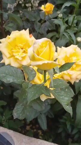 This is a close-up video of yellow roses in bloom. The video shows several yellow roses, some fully bloomed and others in bud. The roses have multiple layers of petals and are a vibrant yellow color with some hints of peach or orange around the edges of some petals. The leaves of the rose bushes are green and appear healthy, though some show signs of dust or slight blemishes. The background is filled with more green foliage and hints of other roses. The lighting suggests it is daytime, possibly overcast or in a shaded area, as the light is diffused. There are no people or animals visible in the video. The focus is entirely on the detail and beauty of the roses and their surroundings.