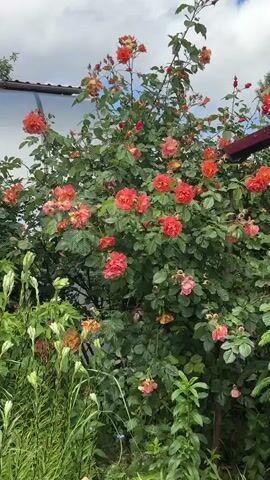The camera pans across a vibrant garden scene. First, a large rose bush laden with orange and red blooms is displayed. The camera then moves right to reveal a dense, green spruce tree. Continuing the pan, tall, green irises in the foreground lead to a large bush completely covered in small, white flowers. A car mirror is visible in the corner of the final shot, suggesting the video was taken from inside a vehicle. The sky is partly cloudy, adding a bright, natural light to the scene.