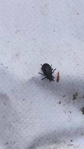 A black beetle is shown on a white tarp. The beetle is picking up a piece of orange material. The beetle then moves its legs as if to walk. The beetle continues to hold the orange material as it moves. The beetle walks to the right side of the frame.