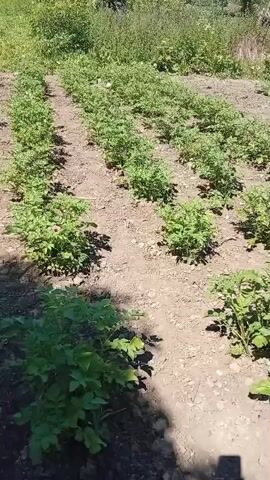 The video shows a garden bed with rows of young potato plants. The plants are green and leafy, and they are spaced evenly in the soil. The soil is dry and dusty, with some small stones and pebbles scattered throughout. In the background, there are more plants and vegetation, and the scene is well-lit by sunlight. The camera is positioned above and slightly to the side of the garden bed, giving a clear view of the plants and their arrangement. There are shadows on the ground, suggesting that the sun is high in the sky. The overall impression is one of a productive garden, with the potato plants growing well.