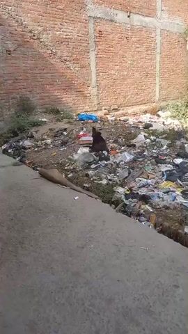 The video shows a medium-sized, dark-colored dog sitting in a pile of trash. The dog is sitting upright, looking around, next to a cardboard box and surrounded by various pieces of garbage, including plastic bags, cups, and paper. A brick wall forms the background behind the trash. A concrete ledge is in the foreground of the frame. The person filming says “This is Indian dog. You angry?”