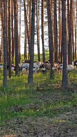 The video shows a herd of animals, possibly goats or sheep, grazing in a sun-dappled pine forest. The animals are of various colors, including white, brown, and black. There are several trees in the foreground and background, with green grass and some fallen pine needles on the ground. White objects, possibly feeders or water dispensers, are hanging from some of the trees. In the last two frames, a horse is visible near a wooden structure on the left side of the screen, also grazing in the forest. The lighting suggests it is either early morning or late afternoon.