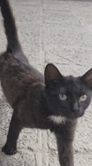Black cat with white patch observed on pavement