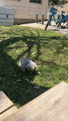 Small white dog sits on grass patch wearing collar
