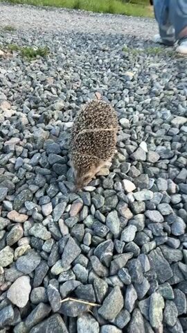This video captures a close-up view of a hedgehog walking on a surface covered in gravel. The hedgehog is the primary subject, its spiky back and pointed snout clearly visible. A thin strand of dried grass is draped across its back, adding a unique detail.

The setting appears to be outdoors, possibly a path or a driveway, given the abundant gravel. The lighting suggests it might be daytime, perhaps late afternoon or early morning, as there are some soft shadows. The overall mood is calm and observational, focusing on the natural behavior of the animal.

There are faint indications of human presence in the background of the first frame, with blurred legs and feet wearing jeans and sneakers, suggesting someone is standing nearby, possibly filming or observing the hedgehog.

The video is short, with no discernible dialogue or external sound, emphasizing the visual experience of watching the hedgehog move across the rough terrain. The camera work is steady, keeping the hedgehog in focus as it navigates the gravelly path.