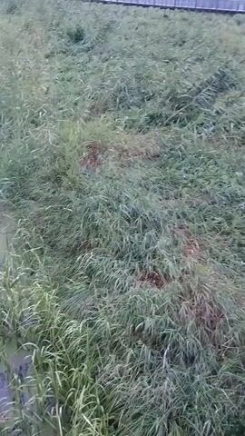A static, overhead shot reveals a narrow, overgrown drainage ditch. Tall, green grass and weeds line both sides, with some patches of brown, dry vegetation interspersed. The water within the ditch is murky and appears stagnant, with patches of green algae floating on the surface. The overall impression is one of neglect and natural overgrowth.