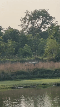 Wildlife gathering at Nepal pond draws photographer's attention