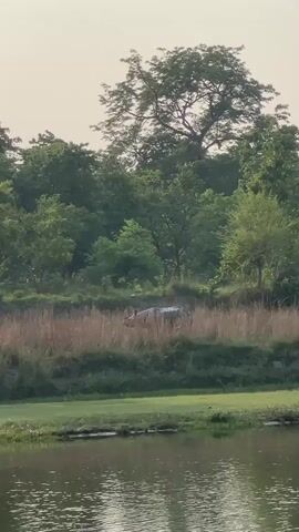 The video depicts a donkey standing in tall grass on the bank of a pond.  The donkey is gray and appears to be grazing or foraging. Behind the donkey, there is a line of trees with green foliage. The water of the pond is relatively still and reflects the sky. The sky appears to be slightly overcast or hazy.