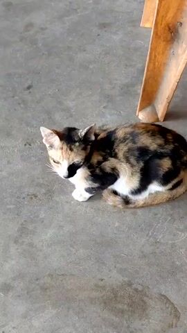 The video shows a small, calico-colored cat curled up on a gray concrete floor. The cat has patches of black, brown, and white fur. Part of a light brown wooden chair leg is visible in the background on the upper right side of the frame. The cat is mostly still, but at one point it closes its eyes. The lighting is somewhat dim.