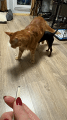Orange cat stands over small black dog in St. Petersburg
