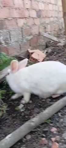 A white rabbit with pink ears and red eyes is foraging for food in a cluttered outdoor environment. The ground is covered in dirt, twigs, and scattered leaves. To the left of the rabbit is a weathered brick wall, and in the background, there are wooden structures and more debris. The rabbit is seen with its head down, appearing to nibble on some greenery. The camera is positioned at a low angle, close to the rabbit, and the footage is somewhat shaky, suggesting it was filmed by hand. The lighting indicates it is daytime.
