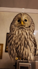 Ural Owl gets hand-fed raw meat indoors