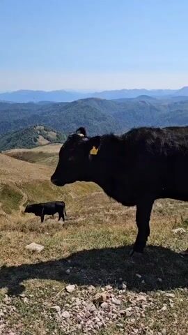 The video shows a black cow in the foreground, facing left with its head lowered. Its body is partially visible, and it has a yellow tag in its left ear. In the background, another black cow stands further away on a grassy slope. The scene is set in a mountainous landscape with rolling hills covered in dry grass and patches of green. The sky is clear and blue, and distant mountains are visible. The lighting suggests it is daytime.
