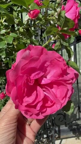 A person is holding a fully open, vibrant pink rose in their hand. The rose is large and round, with many layers of petals. The person's hand is visible, with a silver ring on one of the fingers. Behind the rose is a rose bush with green leaves and other rosebuds, some partially open. A black metal fence is partially visible in the background. The scene is well-lit, indicating it is likely daytime.