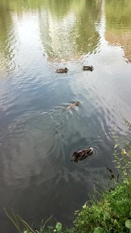 A high-angle aerial shot shows a group of four ducks swimming in a pond. The pond's surface reflects the surrounding greenery and a brick building. The ducks are arranged in a line, with one duck at the front slightly ahead of the others. They are all swimming in the same direction, creating ripples on the water's surface. The vegetation on the right bank of the pond is dense and green, with some taller plants reaching towards the water. The pond appears calm and the water is dark in some areas and lighter in others due to the reflections.