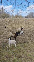 Sheep flock grazes in Ukrainian countryside fields
