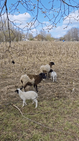 Sheep flock grazes in Ukrainian countryside fields