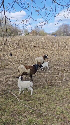 Sheep flock grazes in Ukrainian countryside fields