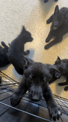 Black puppies observed playing on tile floor in Florida