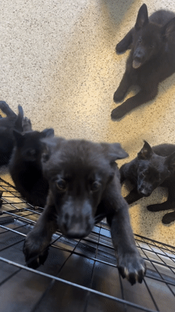 Black puppies observed playing on tile floor in Florida