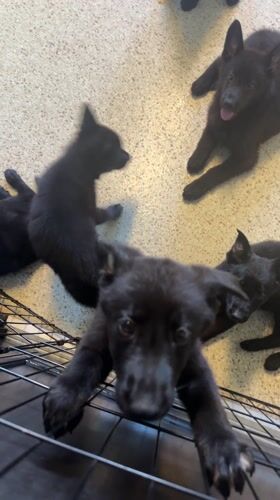 Black puppies observed playing on tile floor in Florida