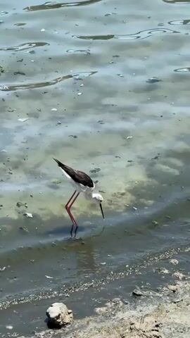 A black and white bird with long pink legs stands in shallow water near the shore. The bird is facing away from the camera, with its head down as if it is foraging. The water is murky and appears to have some debris floating in it. The shore is made of sand and small rocks. The video is taken from a slightly elevated position.