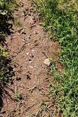 A first-person perspective video shows a person walking on a dirt path lined with green grass and some plants. The path is dry and rocky. The person's black and white shoe is visible at the bottom of the frame as they walk forward. The video is shot from a slightly elevated angle looking down at the path. The lighting suggests it is daytime and sunny.