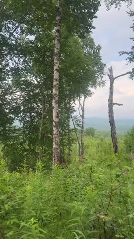 The video pans across a lush green forest with tall trees, some with white bark and others darker. Ferns and other undergrowth cover the forest floor. In the background, rolling hills are visible under a cloudy sky. The scene appears to be a natural, undeveloped landscape.
