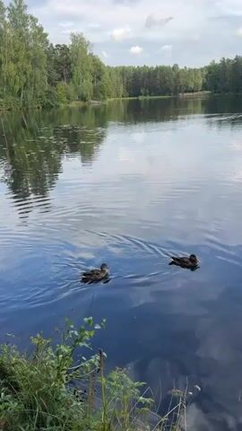 The video shows a serene lake with two ducks swimming. The ducks are small and brown, and they are swimming in a line. The lake is surrounded by trees, and the sky is cloudy. The water is calm and reflective, and the trees are green and lush. The overall scene is peaceful and natural.