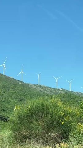 The video shows a series of wind turbines atop a lush, green hill. The sky is a clear, bright blue. The turbines are evenly spaced along the hilltop, and they appear to be turning in the wind. The camera is moving slightly, as if from a moving vehicle. There is some vegetation in the foreground, partially obscuring the lower part of the hill. The scene is sunny and peaceful.