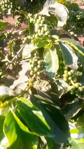 The video shows a close-up view of a coffee plant. The plant is full of green coffee berries still in their early stages of development. The camera moves slightly, offering views of different branches laden with the berries. The background shows sunlight filtering through the plant, highlighting the leaves and berries. The soil is visible in the background, appearing reddish-brown in color. There is no audio.