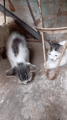 Cats, dogs, and quiet corners of a Balikpapan home